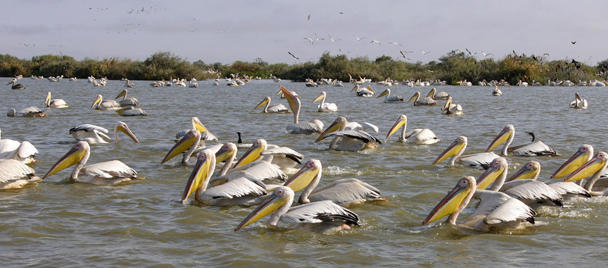 Kumarakoram Bird Sanctuary, South India Wildlife Guide